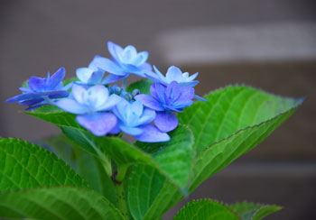 紫陽花