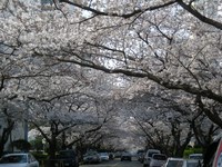桜のトンネル満開