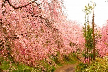 京の桜たち＠京都