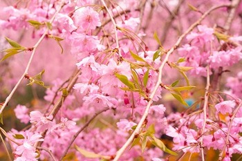 京の桜たち＠京都