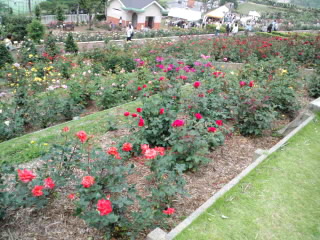 島田薔薇の丘公園