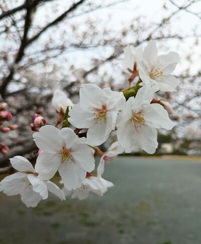 3月も誠にありがとうございました!! 3月も誠にありがとうございました!!