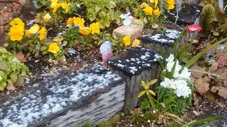 ♪雪やこんこん♪ ♪雪やこんこん♪