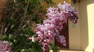 ライラック(リラ)の花が咲き始めました(^^)/えほん文庫の玄関前です♪ ライラック(リラ)の花が咲き始めました(^^)/えほん文庫の玄関前です♪