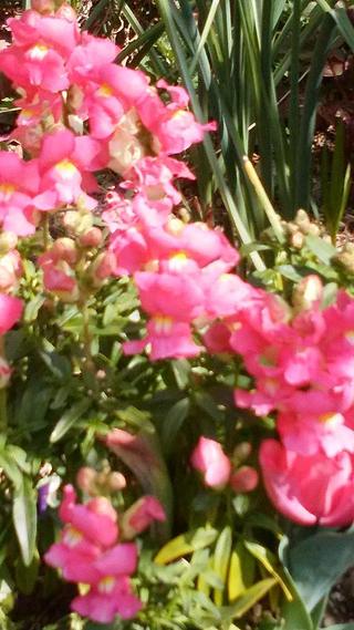 わらべうたコーラス♪えほん文庫で大人も楽しむ時間です♪4月2日(火) わらべうたコーラス♪えほん文庫で大人も楽しむ時間です♪4月2日(火)