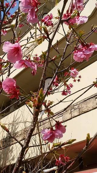 わらべうたコーラス♪えほん文庫で大人も楽しむ時間です♪4月2日(火) わらべうたコーラス♪えほん文庫で大人も楽しむ時間です♪4月2日(火)