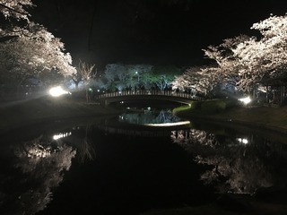 フラワーパーク・夜桜