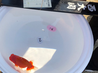 ALL JAPAN RANCHU SHOW - result -