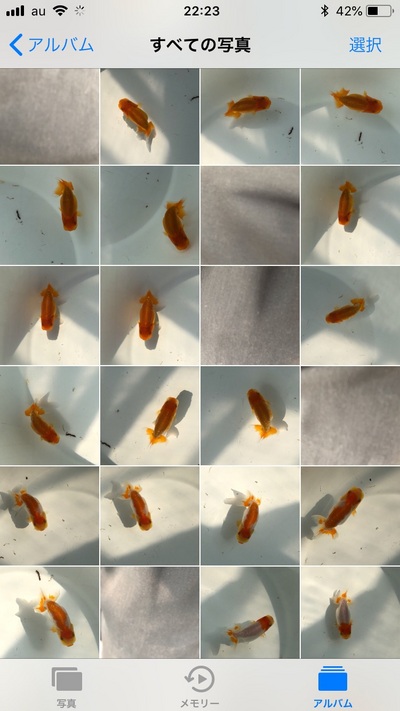 CBR (Color Baby Ranchu) for sale CBR (Color Baby Ranchu) for sale