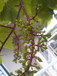 プランター栽培の葡萄が実る