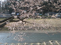 森町・太田川桜堤の桜