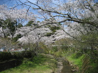満開！森町の桜