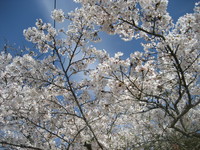 満開！森町の桜