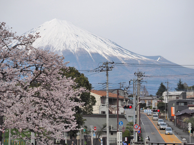 2016年4月6日の富士山 富士山本宮浅間大社から 2016年4月6日の富士山 富士山本宮浅間大社から