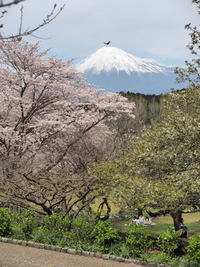 2016年4月6日の富士山　　岩本山公園