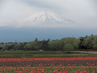 2017年5月12日の富士山　　山中湖花の都公園　ドライブの合間