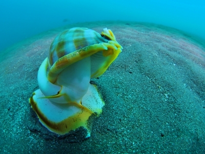 タイコ貝水中写真