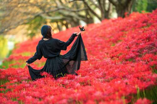 彼岸花群生ポートレート 彼岸花群生ポートレート