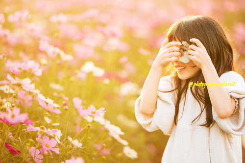 コスモス畑子供ポートレート写真撮影 コスモス畑子供ポートレート写真撮影