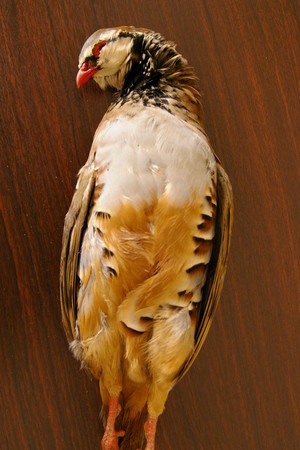 L`oiseau Bleu