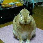 (ーзー) ダンナよりもペット...!? (ーεー)