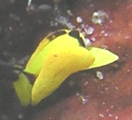 ダイビング浮島でのキイロウミコチョウ水中写真