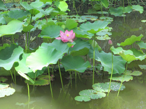 あめんぼ池の蓮 あめんぼ池の蓮