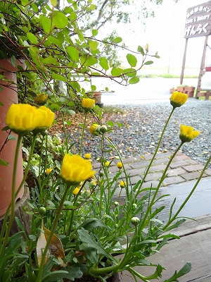 雨になりました 雨になりました