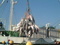 鯨と鮪のこういう関係