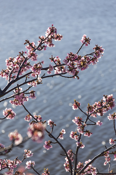 佐鳴湖の河津桜