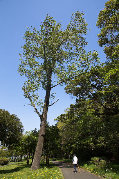 佐鳴湖畔のポプラの木