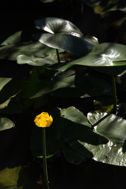 佐鳴湖 根川湿地 コウホネの花