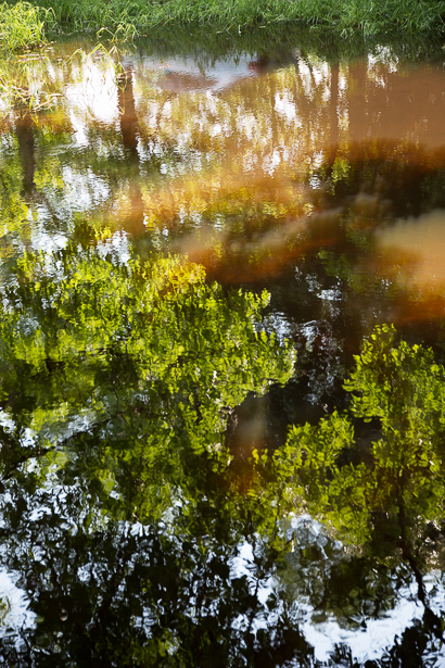 池に映った新緑 Fresh green to reflect