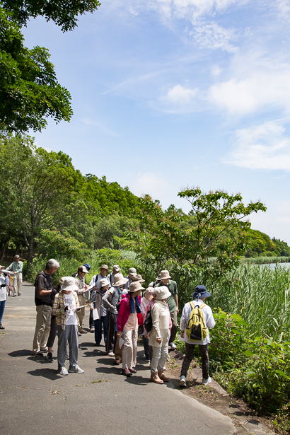 佐鳴湖 野草観察会 佐鳴湖 野草観察会