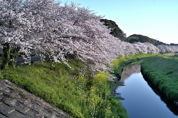 御陣屋川の桜並木満開