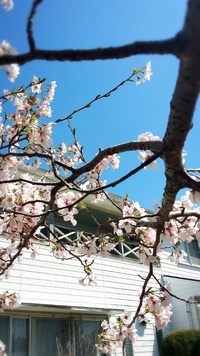 今日の桜♪