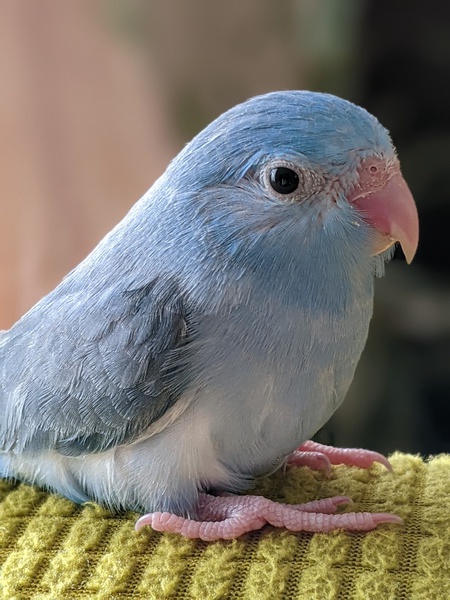 マメルリハの可愛さ マメルリハの可愛さ