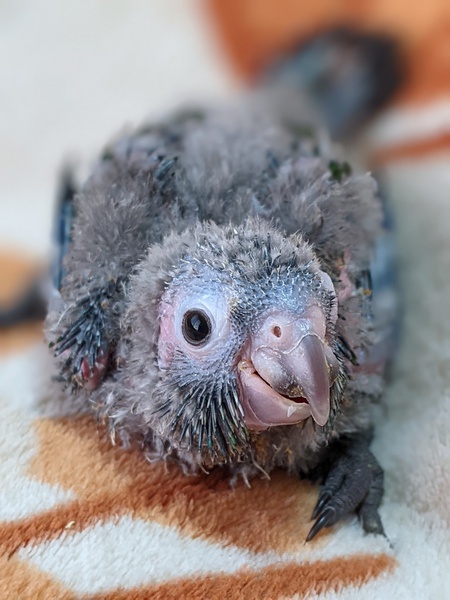 アカハラウロコインコ生まれました~! アカハラウロコインコ生まれました~!