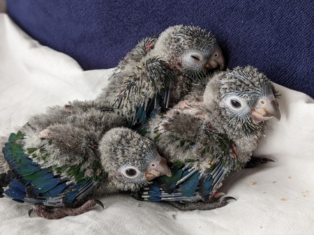 キキョウインコ・マメルリハ・アカハラウロコインコ・オカメインコ・アキクサインコ雛里親様募集中! キキョウインコ・マメルリハ・アカハラウロコインコ・オカメインコ・アキクサインコ雛里親様募集中!