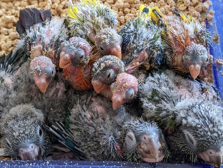 キキョウインコ・マメルリハ・アカハラウロコインコ・オカメインコ・アキクサインコ雛里親様募集中! キキョウインコ・マメルリハ・アカハラウロコインコ・オカメインコ・アキクサインコ雛里親様募集中!