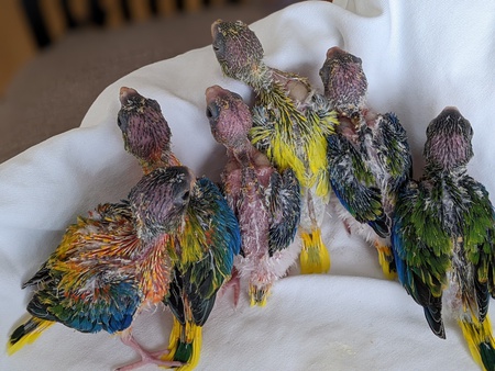 キキョウインコ・マメルリハ・アカハラウロコインコ・オカメインコ・アキクサインコ雛里親様募集中! キキョウインコ・マメルリハ・アカハラウロコインコ・オカメインコ・アキクサインコ雛里親様募集中!