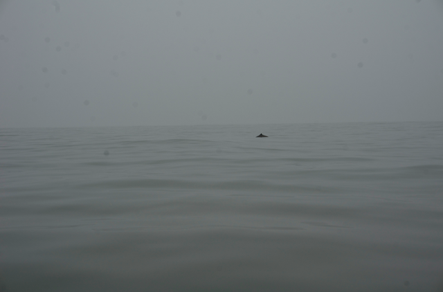 手漕ぎ舟日本一周の旅　「イルカの多い海　釧路から白糠」６月１７日　