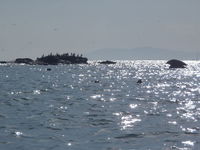 海岸線から聴こえてくる野生の鼓動　カムイ岬シーカヤック日本一周の海旅１０月３１日