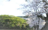 デッキ桜の木の下で