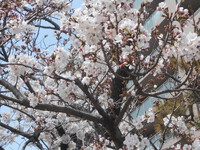 桜が三分から五分咲き　旧北小学校北側　中央区中沢町　浜松　