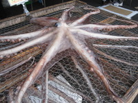沼津・・・やっぱり魚はウマイ!