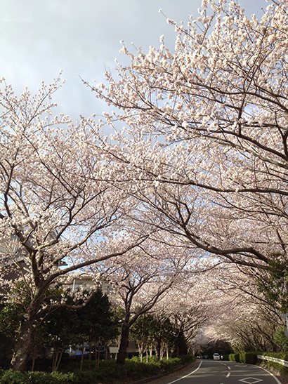 佐鳴湖の桜トンネル