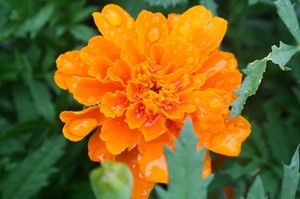最近のお客様・その1 (広島風お好み焼き・花子さん)