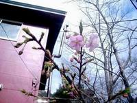えっ！春野の桜、もう咲いた・・・?