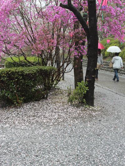 Spring rain